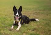 Paws Off!&nbsp;Dogs&nbsp;Trust&nbsp;Ballymena&nbsp;issues advice ahead of 'Dog Theft Awareness Day'