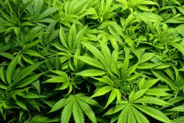 £1m of cannabis seized at industrial estate